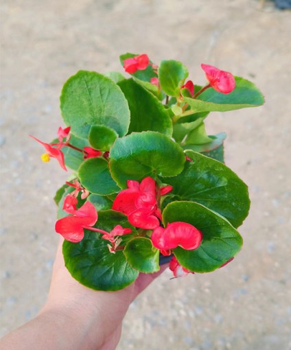 四季海棠
