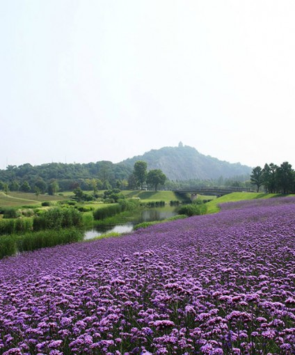 柳叶马鞭草花海